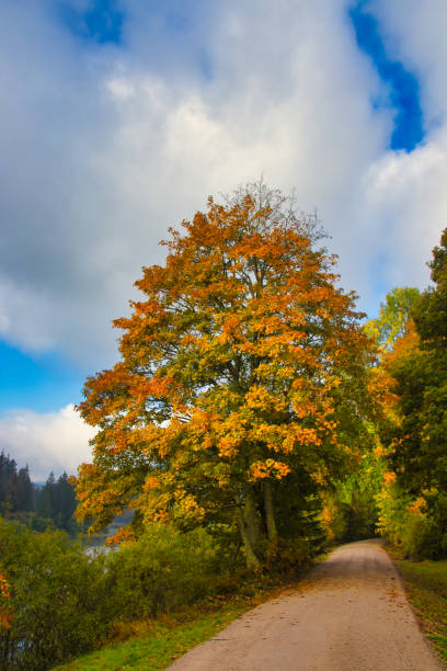 istock Linden tree at the path in the autumn 1280917508