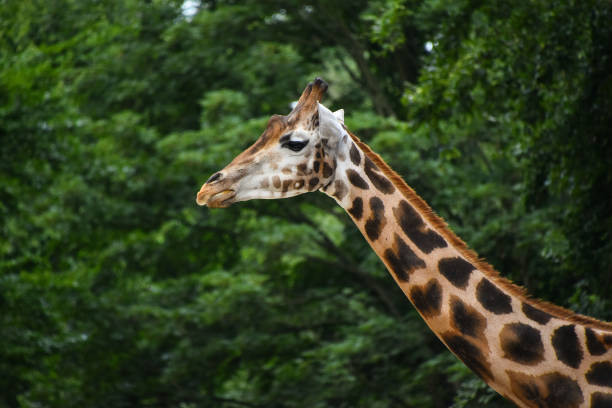 istock Profile portrait of giraffe over green trees 1280917526