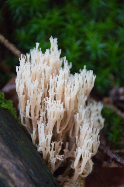 funghi corallo bianco nella foresta nera - coral fungus foto e immagini stock