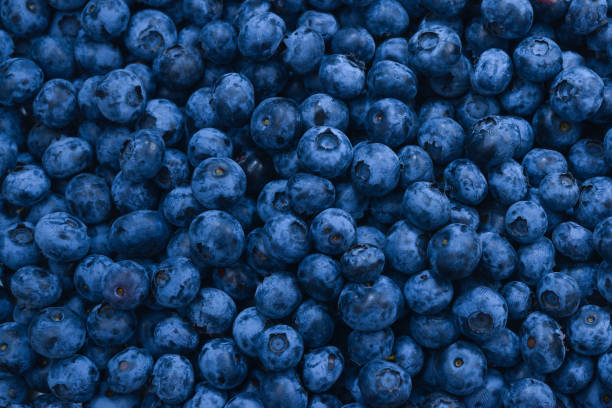 istock Fresh blueberry background. Texture blueberry berries close up. 1280918754