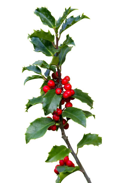 holly branch isolated on white background