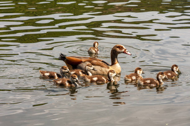 istock Nile goose with young birds 1280919126