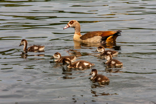 istock Nile goose with young birds 1280919272