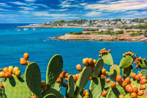 costa vicino a santa maria di leuca, puglia, italia - prickly pear fruit foto e immagini stock