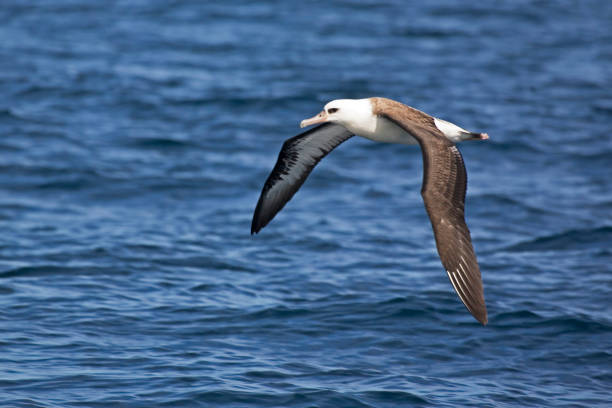 View of Laysan Albatross, Phoebastria immutabilis flying over the sea A View of Laysan Albatross, Phoebastria immutabilis flying over the sea albatross photos stock pictures, royalty-free photos & images