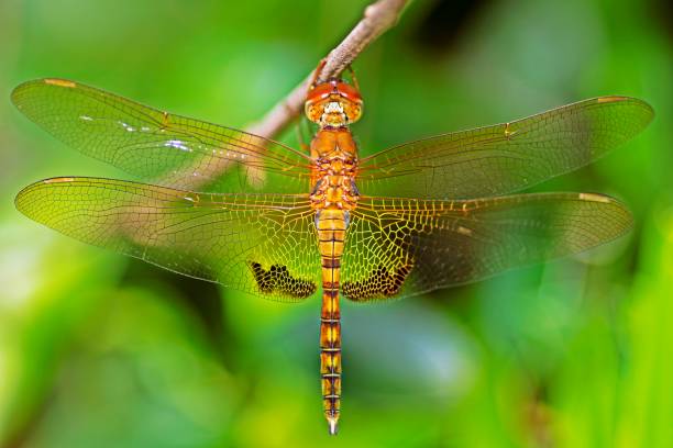 istock Dragonfly and transparent wings on branch. 1280920596