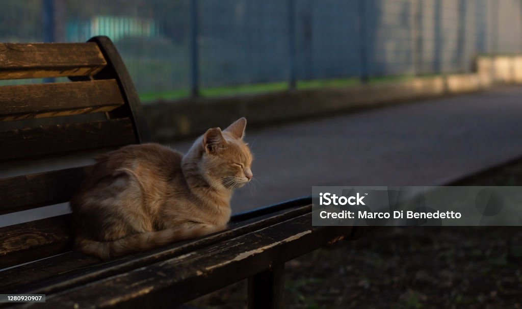 cat sitting on wooden bench cat sitting on wooden bench in a city park Domestic Cat Stock Photo