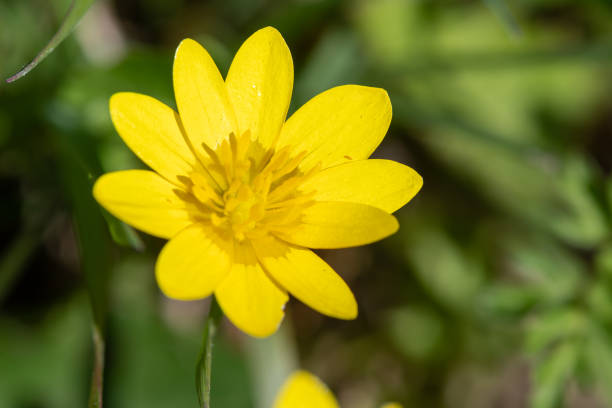 Lesser celandine (ficaria verna) Close up of a lesser celandine (ficaria verna) flower in bloom ficaria verna stock pictures, royalty-free photos & images