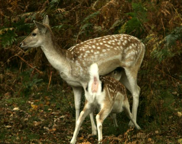 istock Mother and baby deer 1280923209