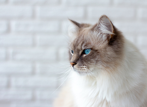 A fluffy white cat with blue eyes in profile against a white wall. Caring for Pets. Siberian Neva Masquerade Breed..