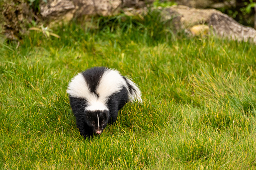 The vertical view of a striped skunk hiding in the tree