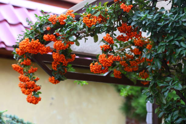 istock Pyracantha, ornamental evergreen shrub 1280923771