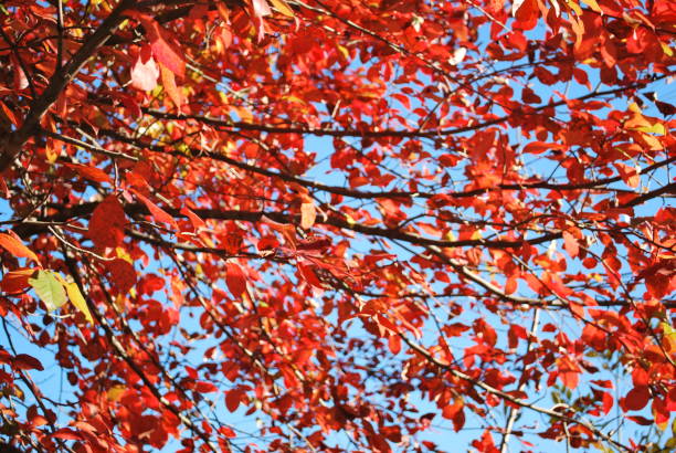 istock Red and Orange Autumn Leaves and Blue Sky 1280923811