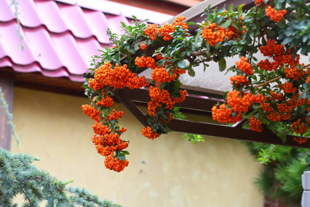 istock Pyracantha, ornamental evergreen shrub 1280923842