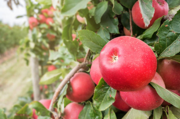 impressions of an orchard