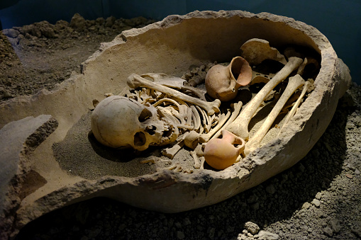skeleton in museum