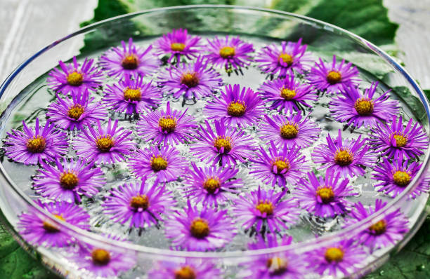 istock beautiful flowers in the water 1280925206