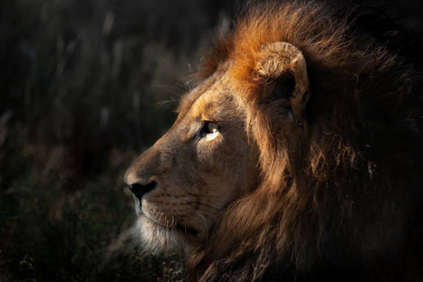 istock Lion Male Portrait 1280925418