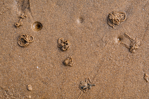 Small holes and worm-like casts on the wet sand indicate where marine creatures such as lugworm (sandworm) lurk below the surface of the beach at Hunstanton in Norfolk, Eastern England, on a sunny day. The lugworm lives in a U-shaped burrow, swallowing sand, which causes a small round depression; the sand is pushed out to form a coil, or cast, on the surface.