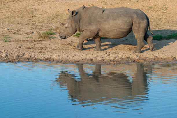 istock White Rhino at Waterhole 1280926533