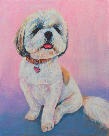A Shih-Tzu dog sitting on blue and pink background. Acrylic Painting on Canvas