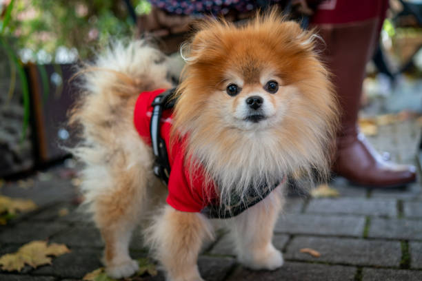 istock A cute and young pomeranian dog 1280927750