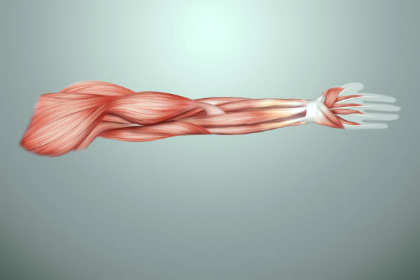 The structure of human muscles on the arm close-up, the biology of the muscular system. Human anotomy concept. 3D illustration, 3D render. The structure of human muscles on the arm close-up, the biology of the muscular system. Human anotomy concept. 3D illustration, 3D render 3d human muscle stock pictures, royalty-free photos & images