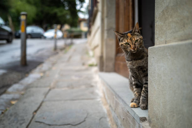 istock A cat on streets of Florence 1280929322