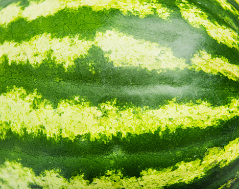 Striped crust of watermelon, background