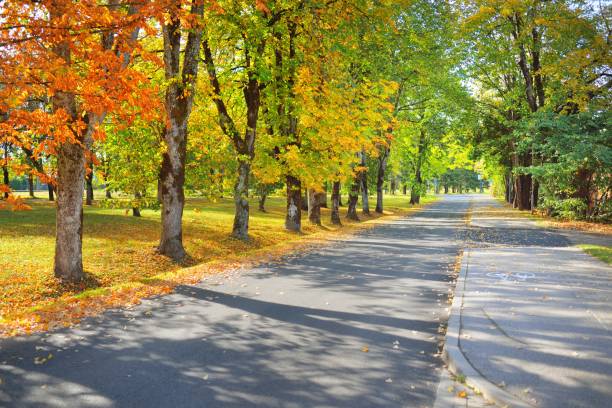 istock An empty single lane bicycle asphalt road (alley) through the colorful deciduous trees with golden, orange, red and yellow leaves. Soft morning light, shadows. Sigulda, Latvia. Eco tourism, cycling 1280929408