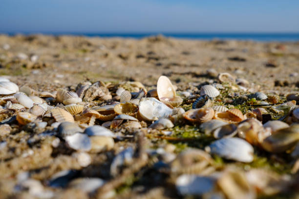 Usedom is a Baltic Sea island in Pomerania, divided between Germany and Poland. It is the second largest Pomeranian island after Rügen, and the most populous island in the Baltic Sea.