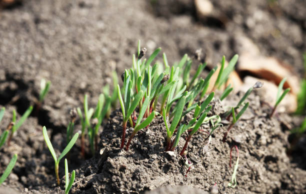 istock Young green shoot come out from the ground in the spring 1280930123