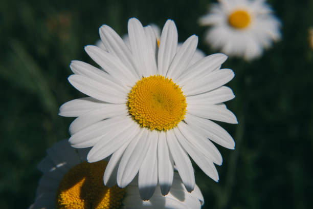 istock close up live flower chamomile 1280931399