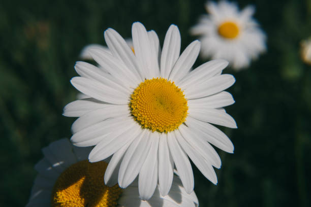 istock close up live flower chamomile 1280931437
