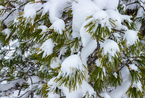 background with Cedar branch. Winter, Siberia, Russia
