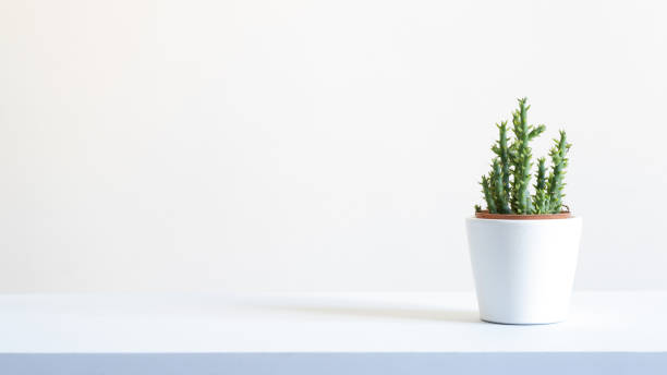 istock Cactus Plant in a White Pot with a White Background 1280932829