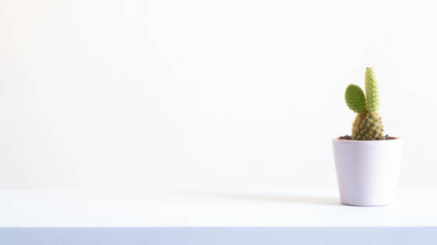 istock A Single Cactus with a White Pot Standing at the Right Side 1280933025