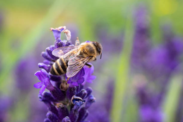 istock The bee pollinates the lavender flowers. 1280934597
