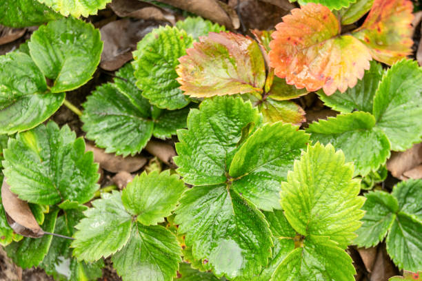 350+ Leaf Spot Photos Stock Photos, Pictures & Royalty-Free Images - iStock