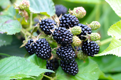 Blackberries in various stages of ripeness.