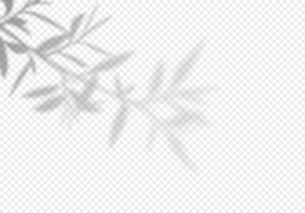 vektor transparentschatten baumblätter. designelement für präsentationen und mockups. kreativer overlay-effekt - olivenbaum stock-grafiken, -clipart, -cartoons und -symbole