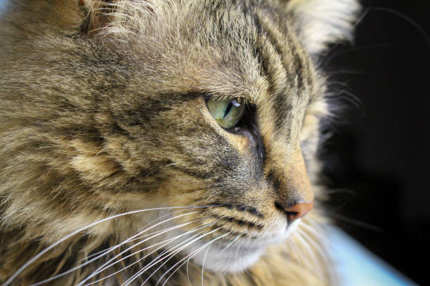 istock Close-Up Face Eyes of A Maine Coon Tabby Cat 1280936598