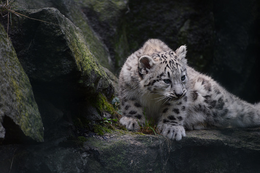 Close up full length front portrait of young snow leopard cub on rocks, looking at camera, low angle view