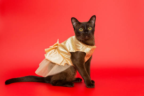 istock American Burmese cat in a beautiful dress 1280937863