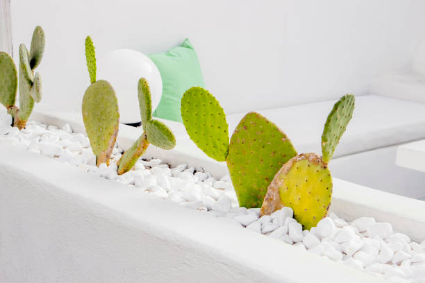 istock Natural cacti growing in white home interior, sofa with pillow on background. Minimalist home decor concept. 1280938301