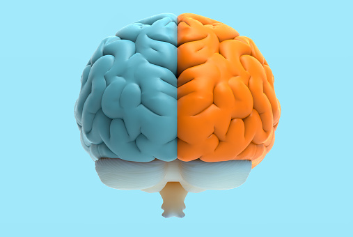 3D rendering illustration human brain left and right cerebral separate color isolated on blue background in back view with clipping path for die cut to layout on any backdrop