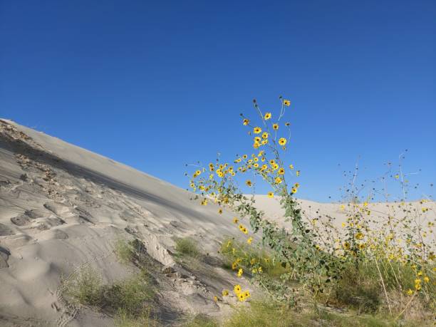 istock Yellow Flowers in Sandy Desert 1280939198
