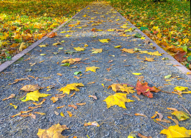istock Path in the bright autumn park 1280940333