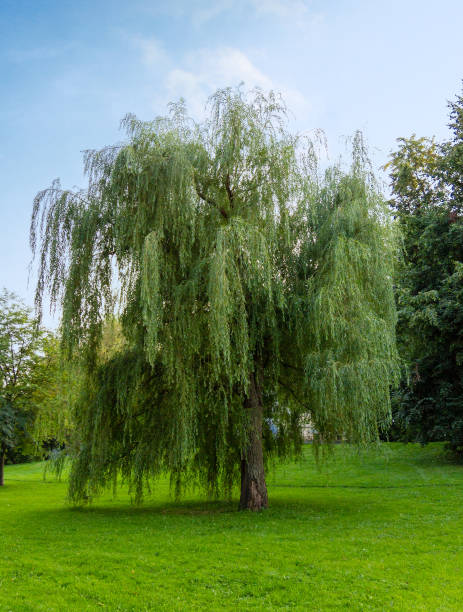 istock Weeping willow tree in summer park. Salix babylonica or Babylon willow tree. 1280940404