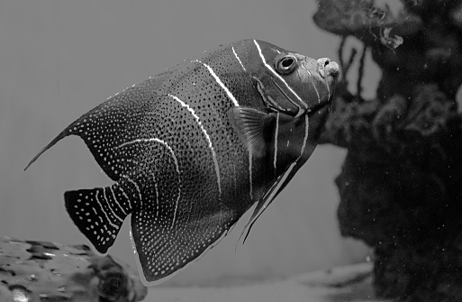 View of school of golden tinfoil barb swimming in dark glass aquarium in Batu, Indonesia. Black and white color.